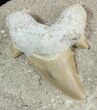 Otodus Shark Tooth Fossil In Rock - Eocene #47733-1